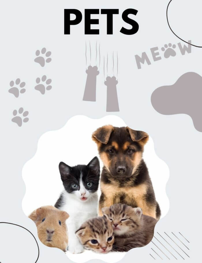 Custom Pets