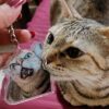 Pet Keychain 2