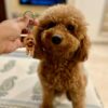 Pet Keychain 3