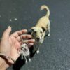 Pet Keychain 4
