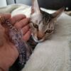 Pet Keychain 5